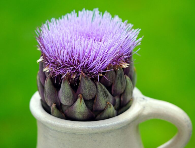 Bere tisana di carciofo ogni sera: ecco cosa accade a fegato e colesterolo