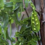 Piselli verdi freschi coltivati in un vaso sul balcone, pronti per il raccolto abbondante.