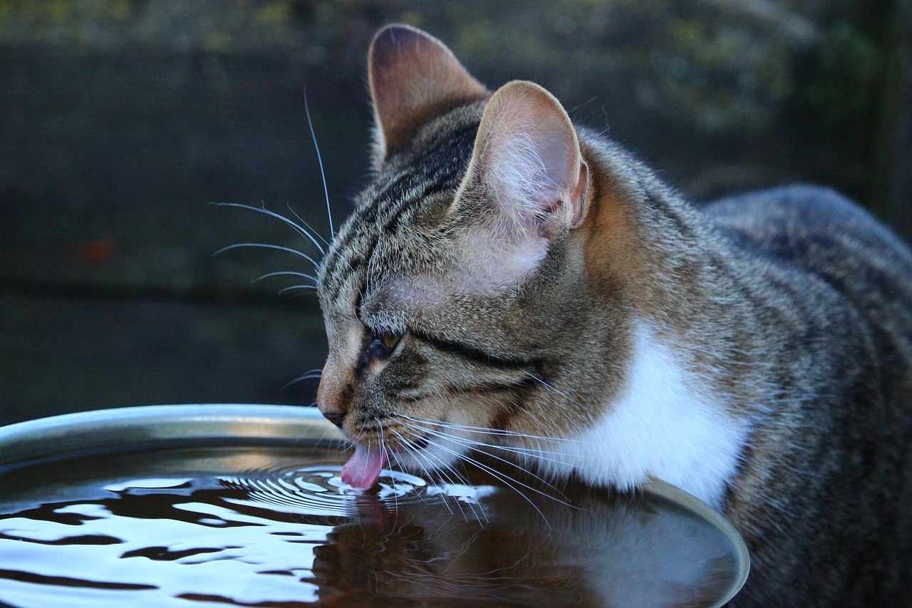 Fontanella per gatti in funzione, con un felino che beve acqua fresca.