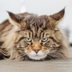 Gatto di razza Maine Coon, grande e imponente, con pelo folto e muscoloso, simile a un leone.