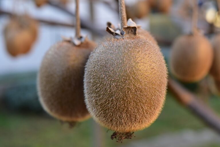 Il trucco per far produrre i kiwi in giardino: ecco il segreto della potatura