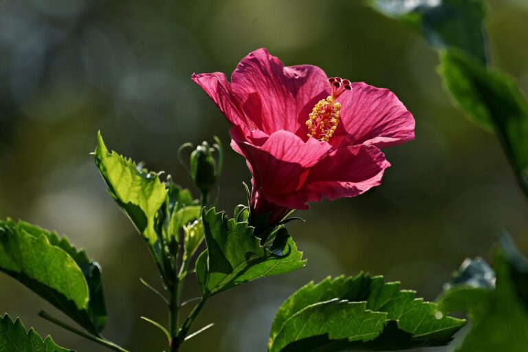 Mai potare l'ibisco così: ecco come stimolare nuovi fiori