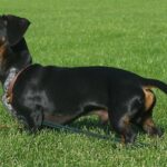 Cane che muove la coda, espressione di emozioni contrastanti e non sempre di felicità.