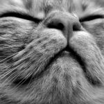 Gatto che fa le fusa, simbolo di relax e comunicazione felina.