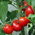 Pomodori freschi in un campo, simbolo del periodo ideale per la semina.