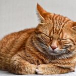 Gatto che sbatte le palpebre lentamente, espressione di affetto e relax.