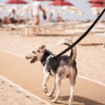 Cane felice che corre sulla spiaggia, circondato da sabbia e mare in una delle migliori spiagge dog-friendly in Italia.
