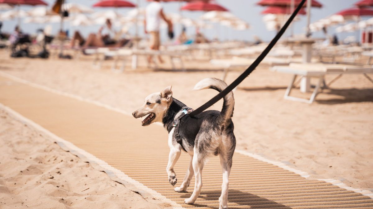 Cane felice che corre sulla spiaggia, circondato da sabbia e mare in una delle migliori spiagge dog-friendly in Italia.